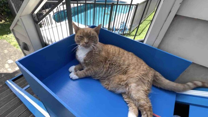 Kedi Sahibi 20 Yaşındaki Tüylü Dostu İçin Asansör Yaptı