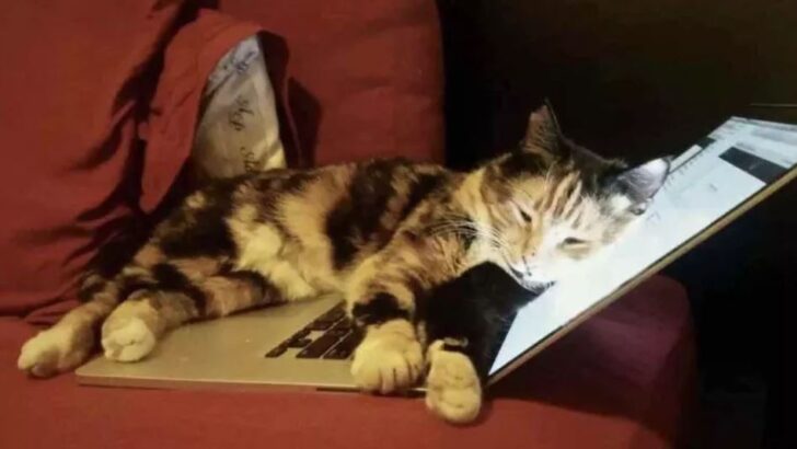 Kedi Yanlışlıkla Dizüstü Bilgisayarındaki Bir Düğmeye Bastı ve İnsanına Bir Hibe Kazandırdı