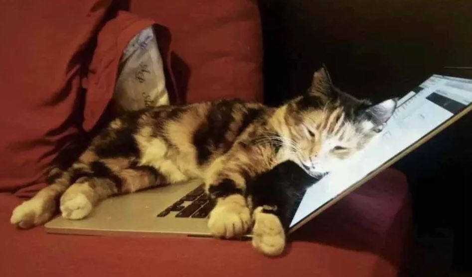 Cat Presses A Button On Laptop By Mistake And Wins Her Human A Grant