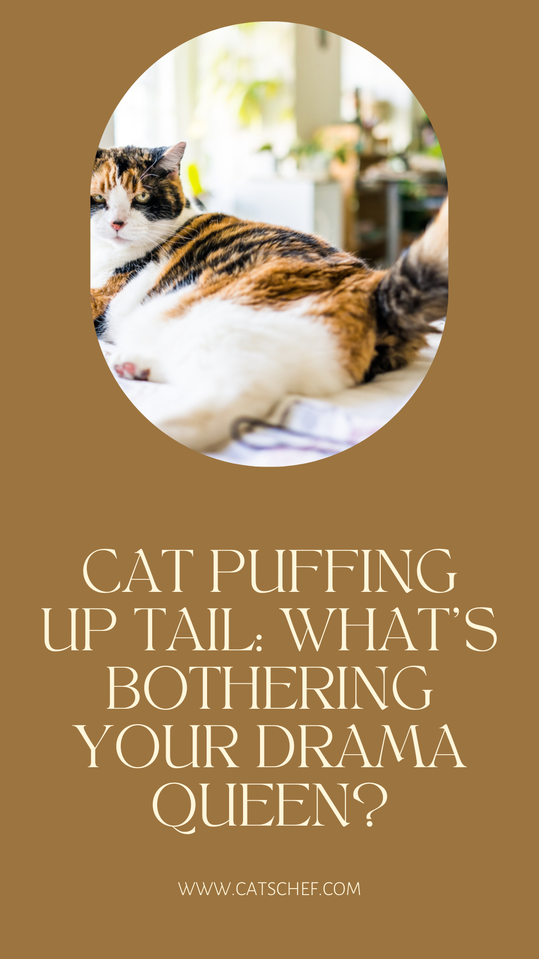 Cat Puffing Up Tail: What's Bothering Your Drama Queen?