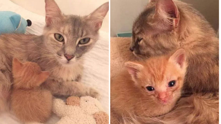 Tüm Bebeklerini Kaybeden Kedi Bu Minik Yavru Kedinin Hayatını Kurtardı