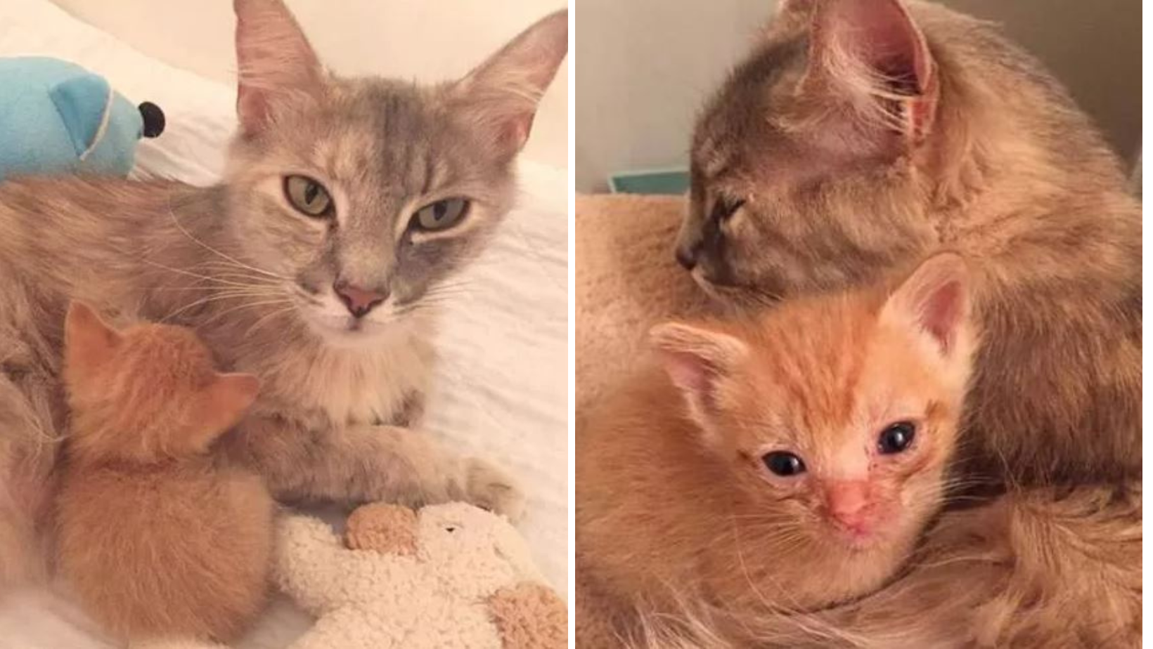 Cat Who Lost All Of Her Babies Saves This Tiny Kitten's Life