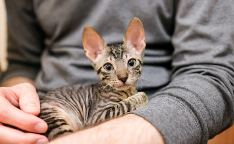 Devon Rex Vs. Cornish Rex: Your Favorite Curly-Haired Fluffs