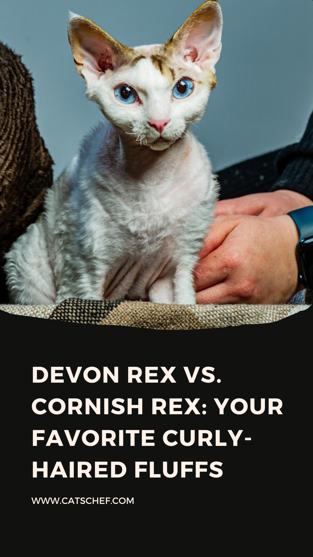 Devon Rex Vs. Cornish Rex: En Sevdiğiniz Kıvırcık Saçlı Pofuduklarınız