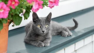 Does Your Kitty Actually Believe That You're Just A Huge Cat?