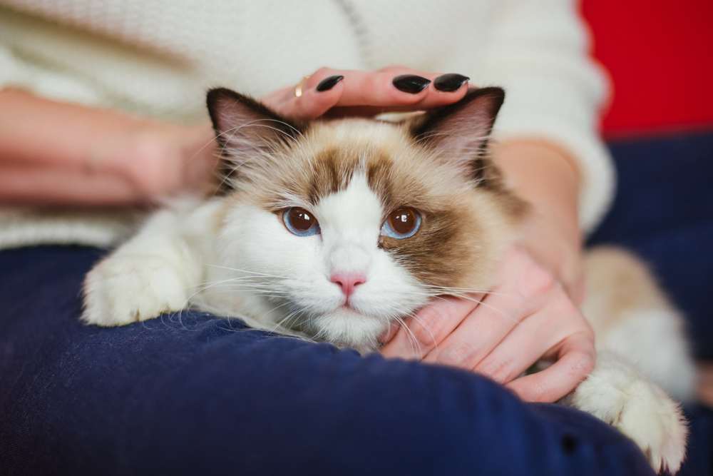 Kediniz Aslında Sizin Kocaman Bir Kedi Olduğunuza mı İnanıyor?