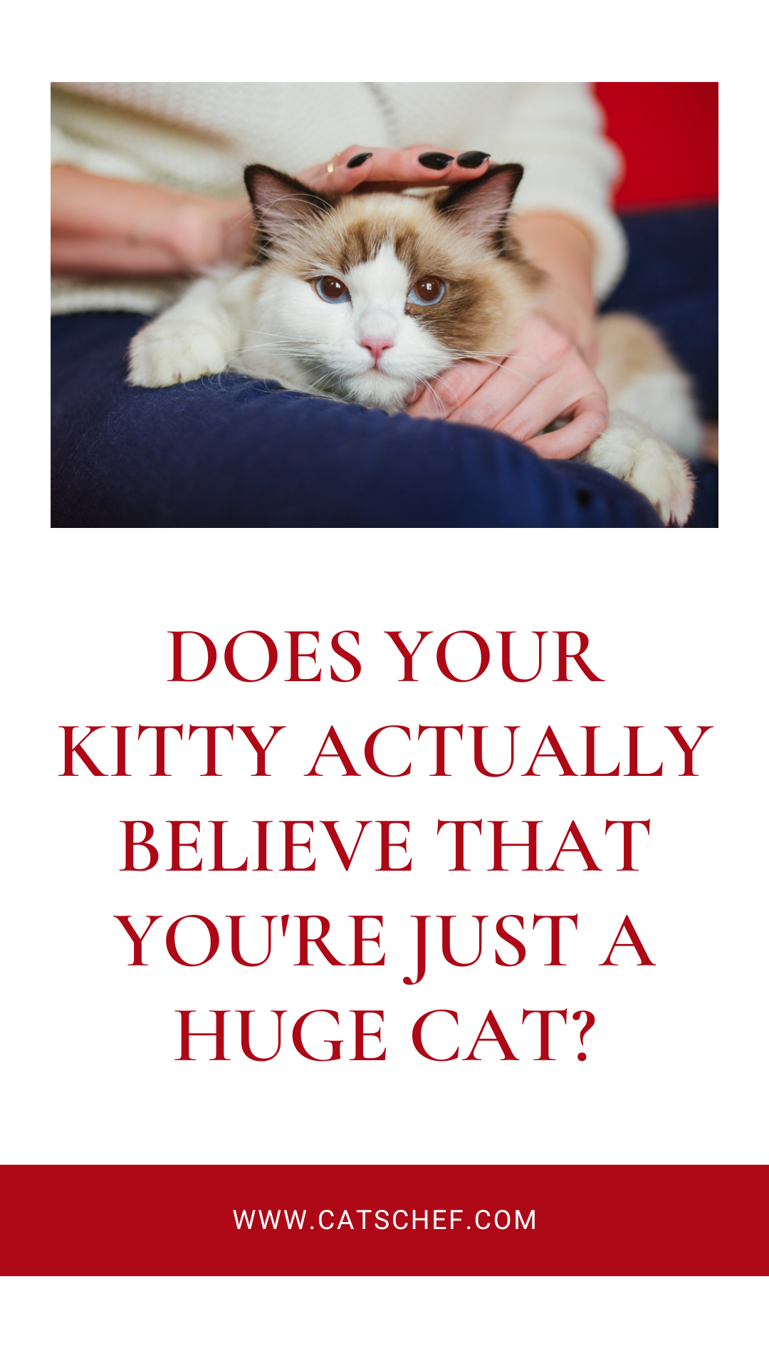 Does Your Kitty Actually Believe That You're Just A Huge Cat?