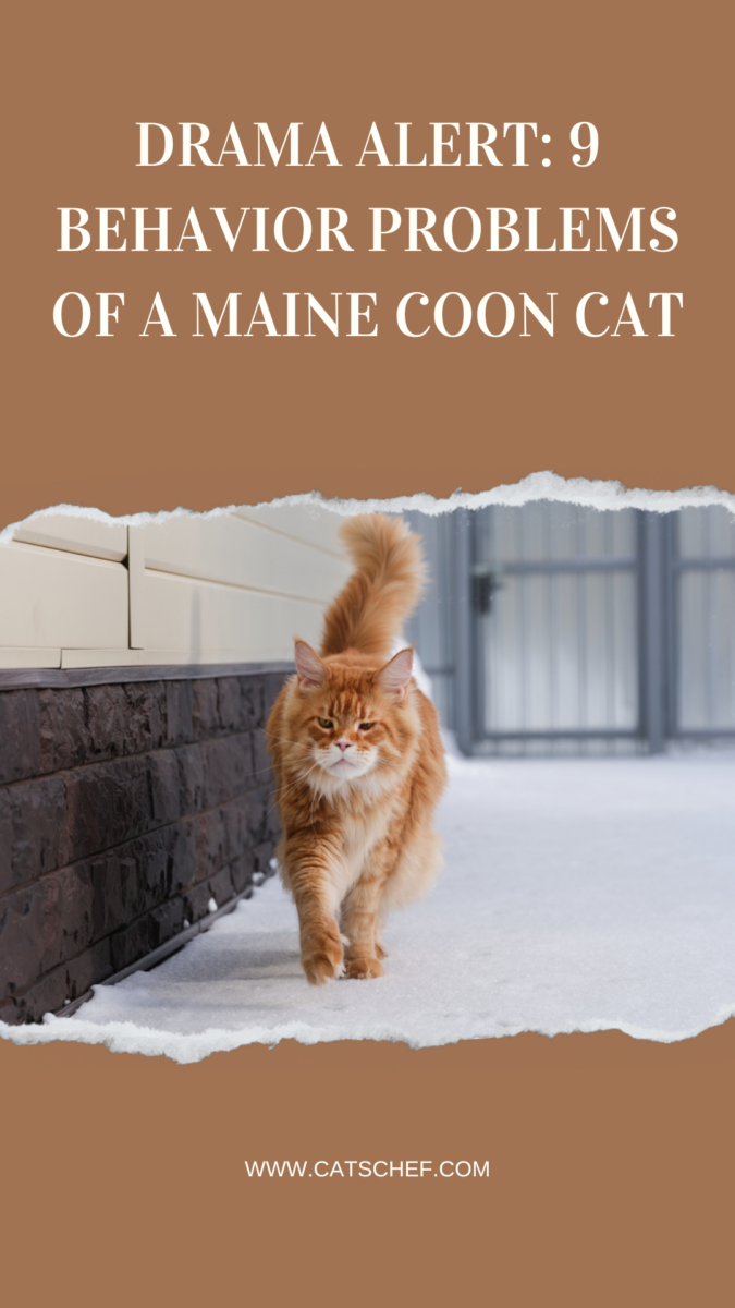Drama Alert: 9 Behavior Problems Of A Maine Coon Cat