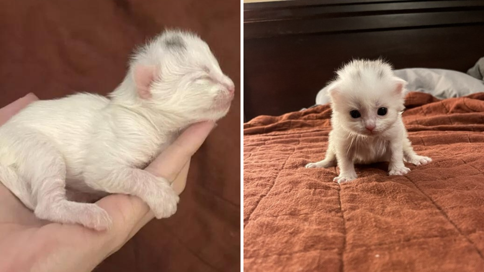 Five Newborn Kittens Still Had Their Umbilical Cords Attached When They Were Rescued From Hay Bales