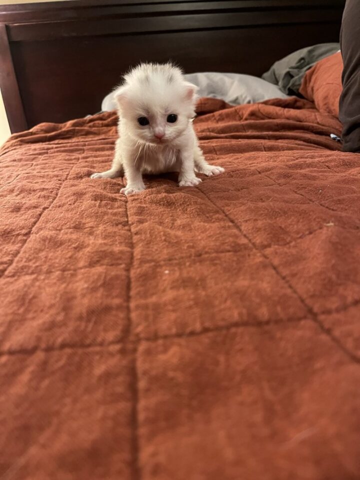 Five Newborn Kittens Still Had Their Umbilical Cords Attached When They