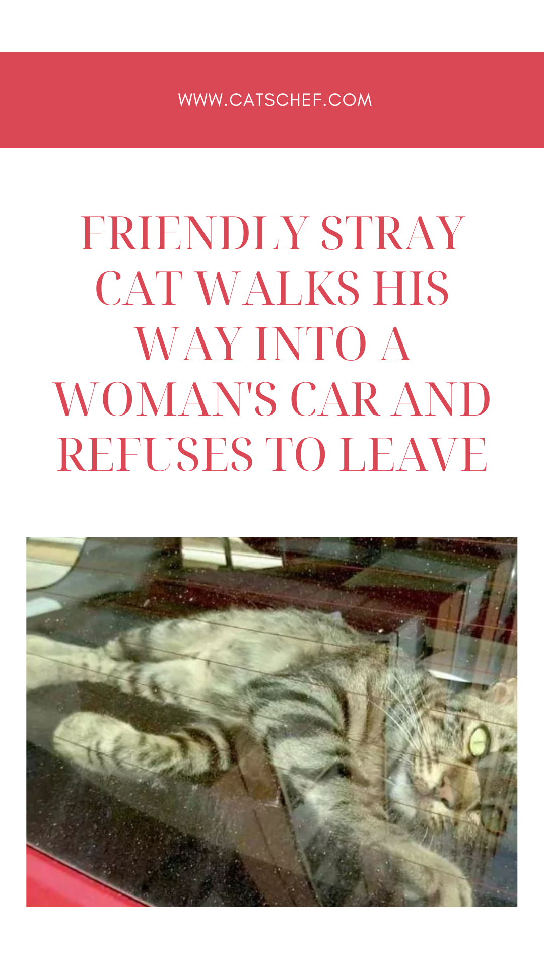 Dost Canlısı Sokak Kedisi Bir Kadının Arabasına Giriyor ve Çıkmayı Reddediyor
