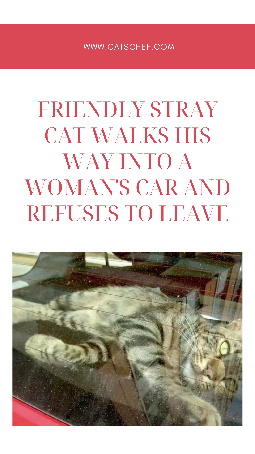 Friendly Stray Cat Walks His Way Into A Woman's Car And Refuses To Leave