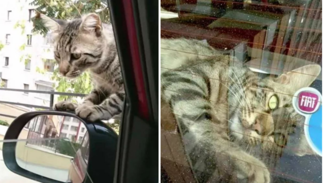 Friendly Stray Cat Walks His Way Into A Woman's Car And Refuses To Leave