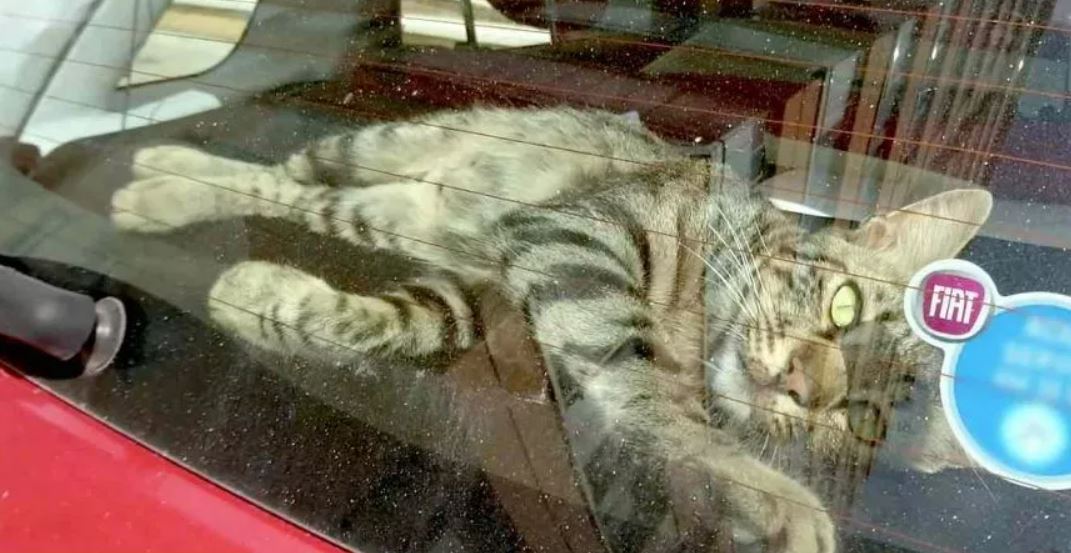 Friendly Stray Cat Walks His Way Into A Woman's Car And Refuses To Leave