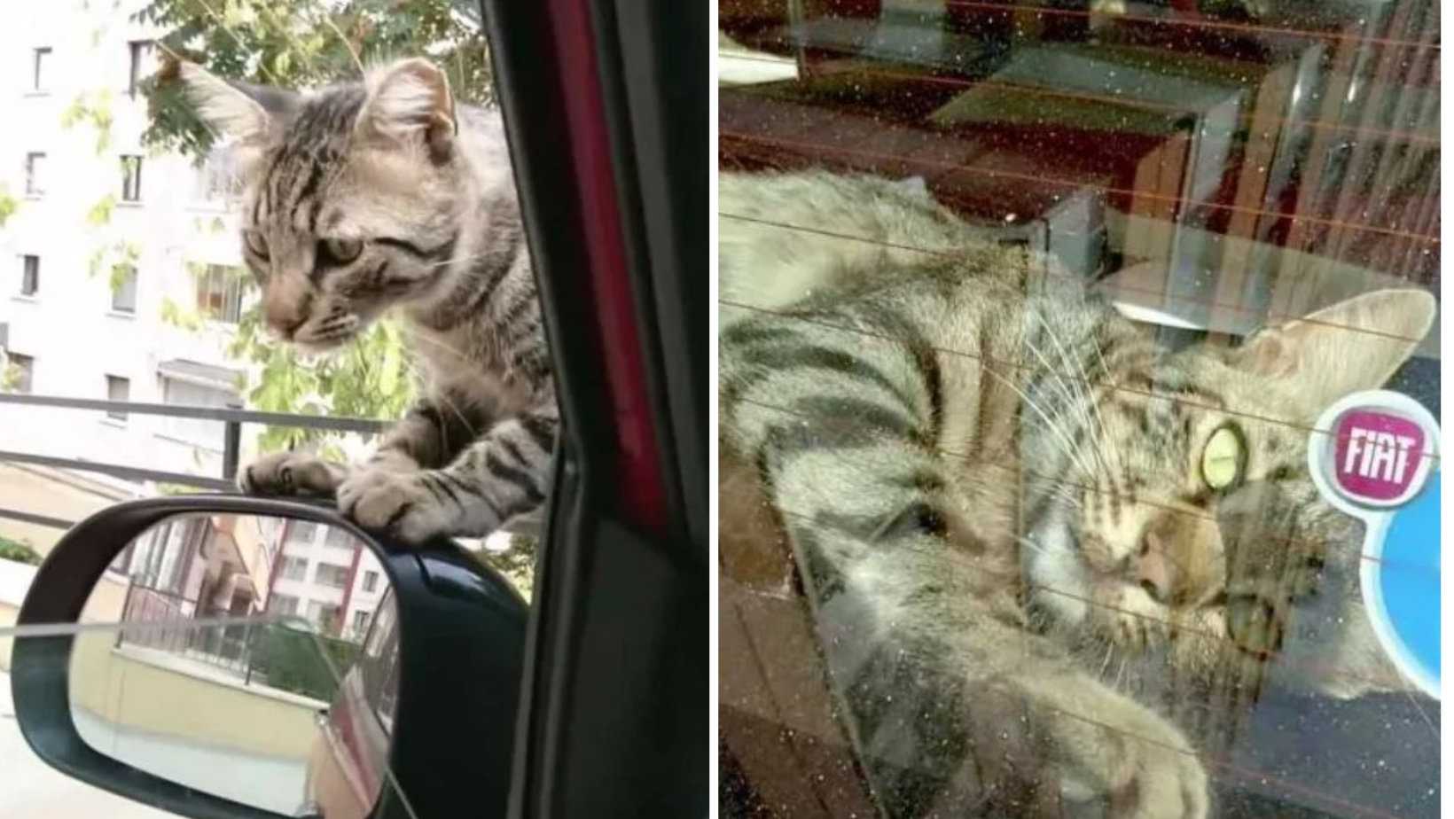 Friendly Stray Cat Walks His Way Into A Woman's Car And Refuses To Leave