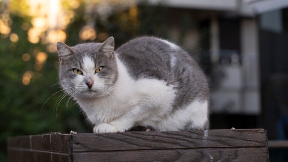 How Long Does A Cat Hold A Grudge? Angry Forever Or?