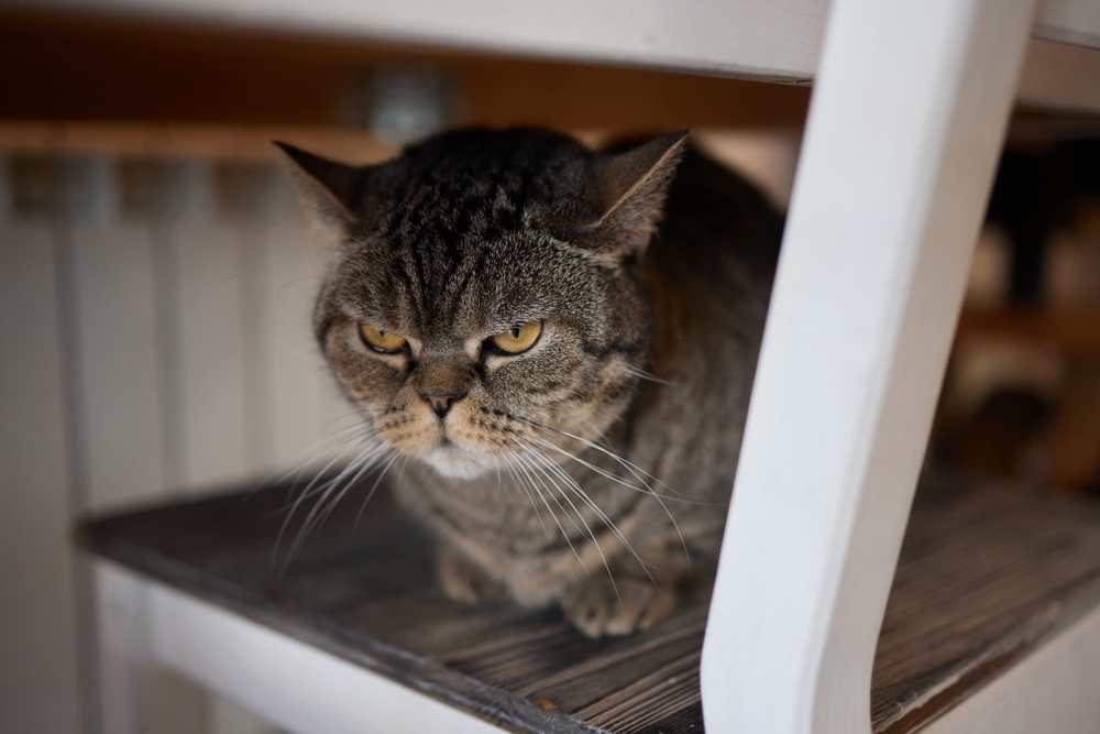 Bir Kedi Ne Kadar Süre Kin Tutar? Sonsuza Kadar Kızgın mı?