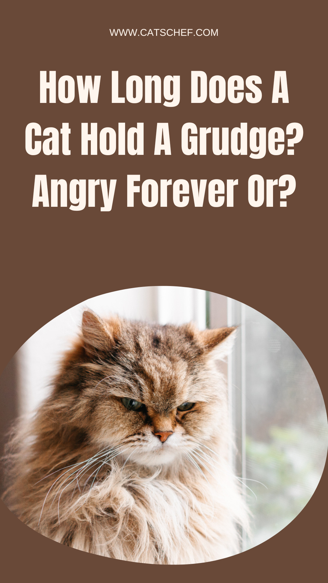 How Long Does A Cat Hold A Grudge? Angry Forever Or?