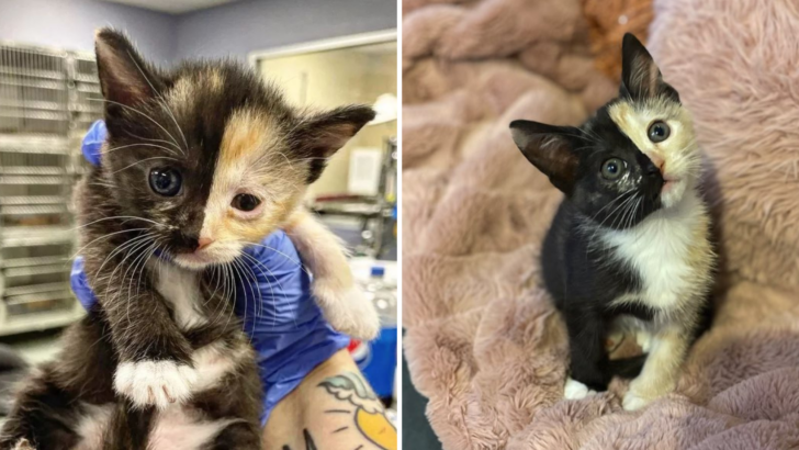 Injured And Neglected “Two-Faced” Kitten Finally Gets Taken Care Of