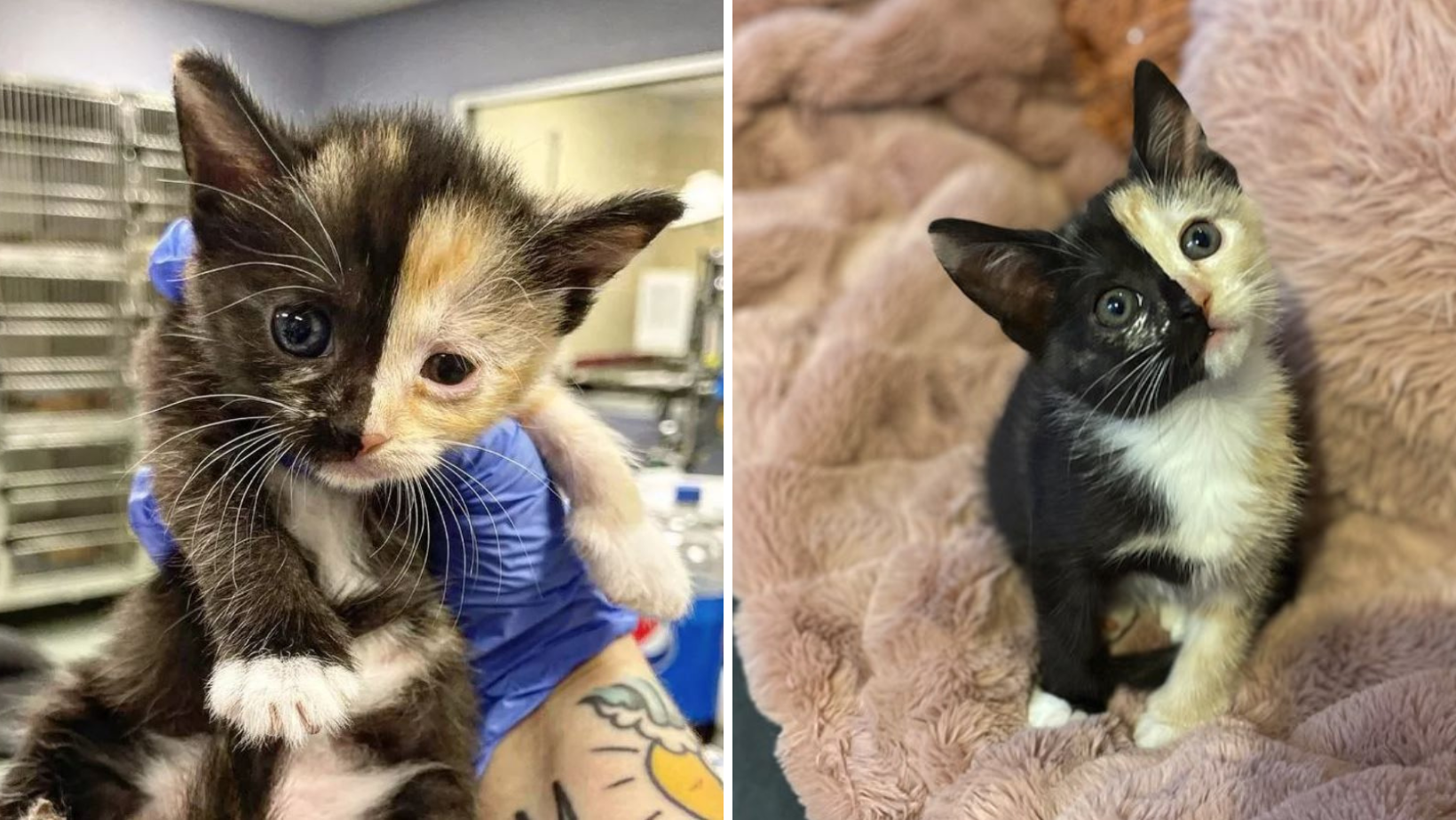 Injured And Neglected Two-Faced Kitten Finally Gets Taken Care Of