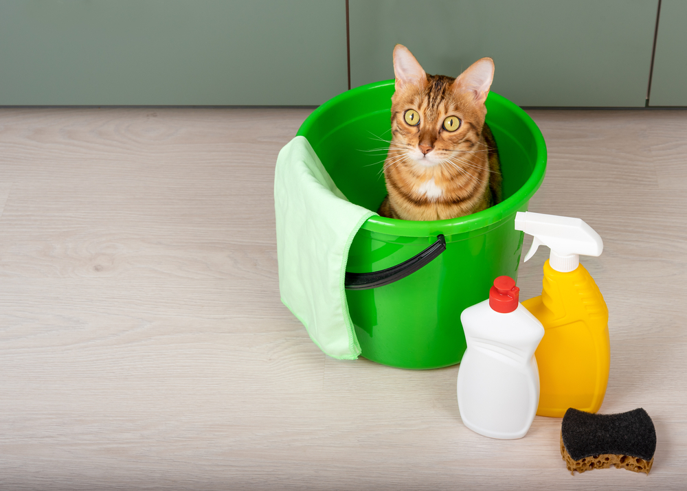 Is Fabuloso Safe For Cats? Harsh Truth About Harsh Chemicals