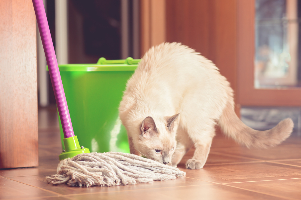 Fabuloso Kediler İçin Güvenli mi? Sert Kimyasallar Hakkında Acı Gerçekler
