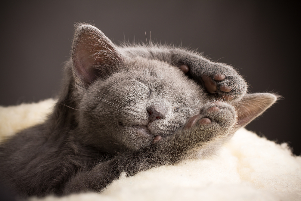 Yavru Kedi Uyurken Hızlı Nefes Alıyor: Yavru Kediniz İyi mi?