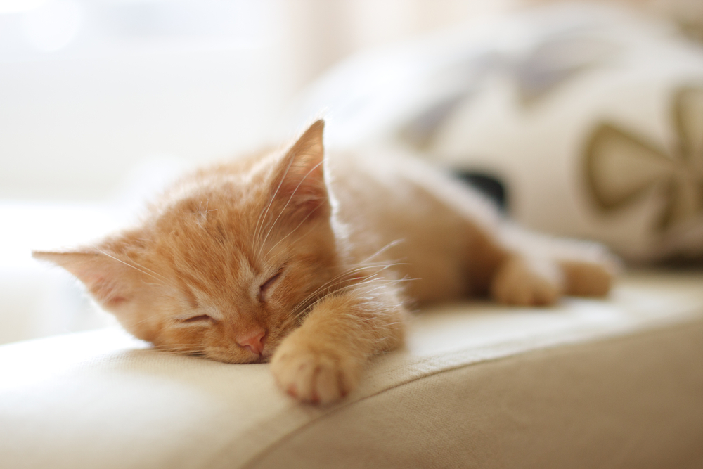 Yavru Kedi Uyurken Hızlı Nefes Alıyor: Yavru Kediniz İyi mi?