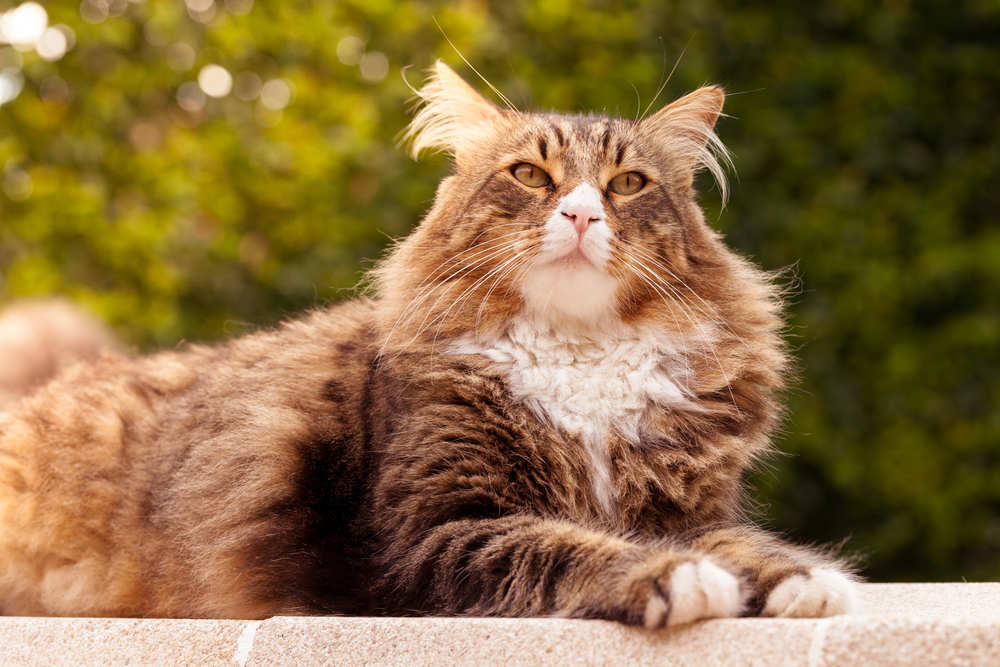 Maine Coon Himalayan Mix The Life Of Every Party