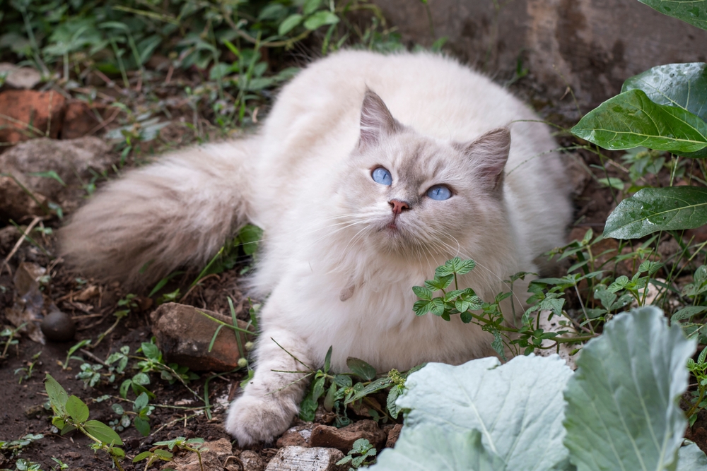 Maine Coon Himalaya Karışımı Her Partinin Hayatı