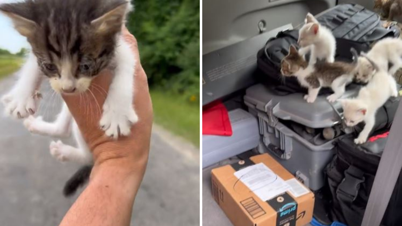 Man Stops His Car To Help A Lonely Kitty And Gets Cornered By Twelve More