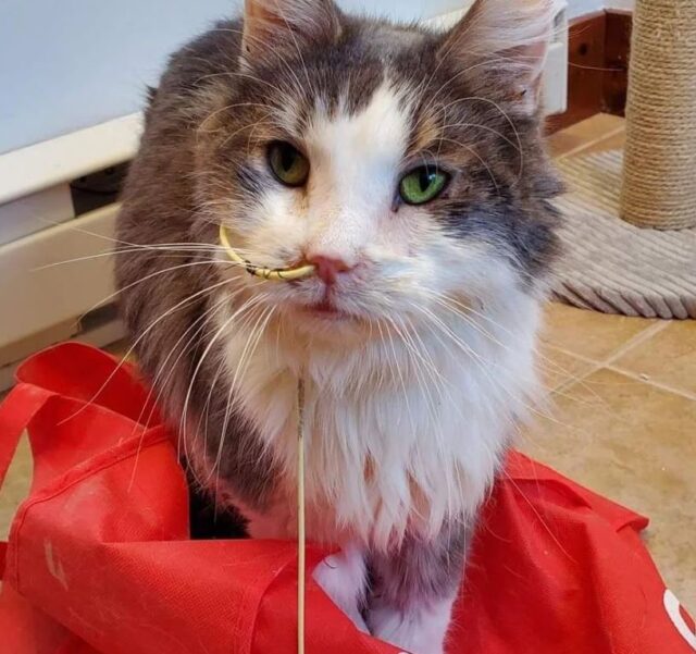 Meet Chronos, A Cat With A Dental Abscess Whose Teeth Need To Be Removed