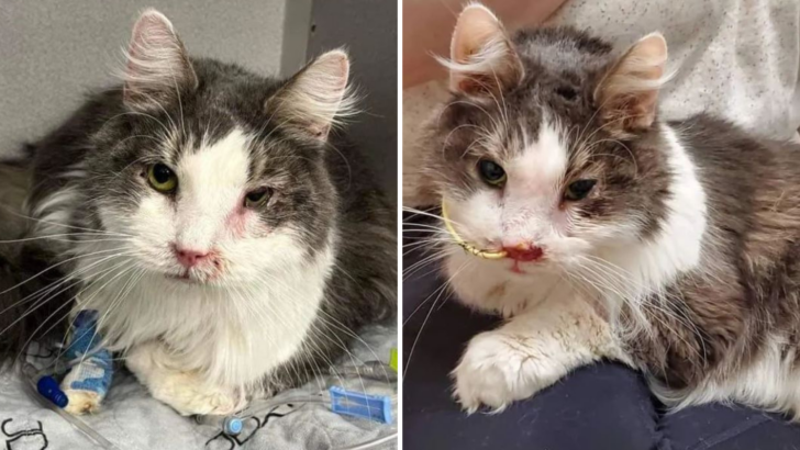 Meet Chronos, A Cat With A Dental Abscess Whose Teeth Need To Be Removed