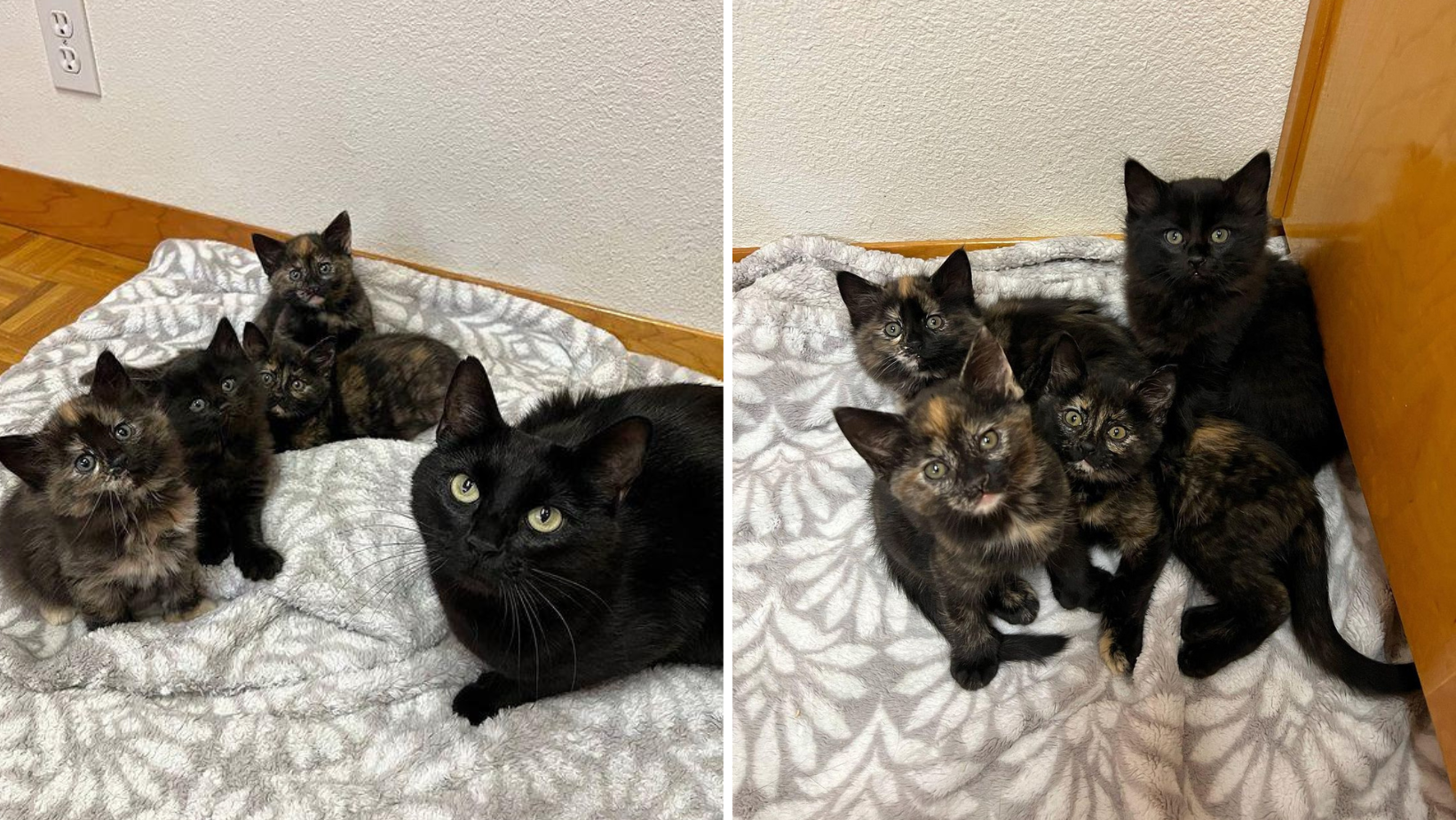 Meet Mama Cat And Her 4 Kittens (P.S. Two Of Them Are Actually Polydactyl)