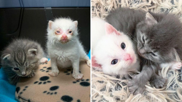 Meet Primrose And Petra Who Were Set To Be Euthanized By The End Of The Day