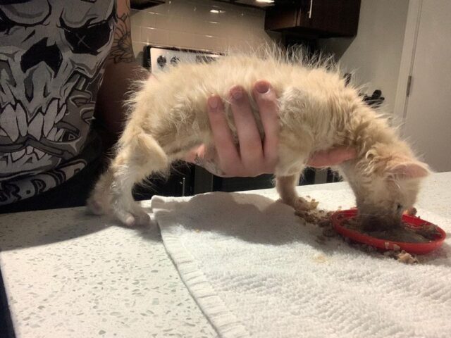 Meet Sampson A Kitty Who Can't Walk And Needs Help With Eating And Going Potty