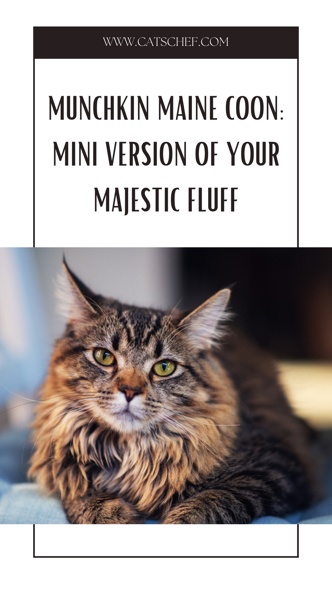 Munchkin Maine Coon: Mini Version Of Your Majestic Fluff