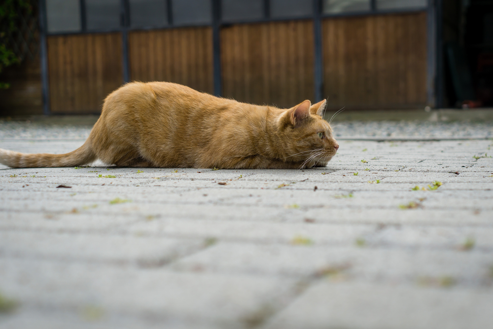 My Cat Wiggles Before Pouncing: What Is She Doing?