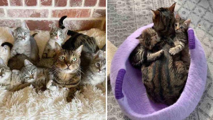 Once-Upon-A-Time Stray Cat Takes Care Of Abandoned Kittens And Replaces Their Mom