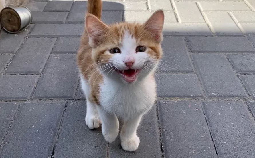 Orange Cat Gets Rescued And Does His Best To Please Everyone And Stay Forever In His New Home