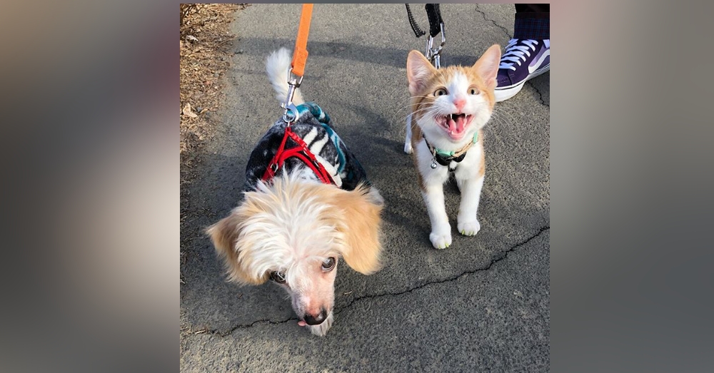 Orange Cat Gets Rescued And Does His Best To Please Everyone And Stay Forever In His New Home