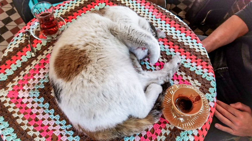 Photographer Spots Two Stray Cats Cuddling And Takes These Adorable Photos