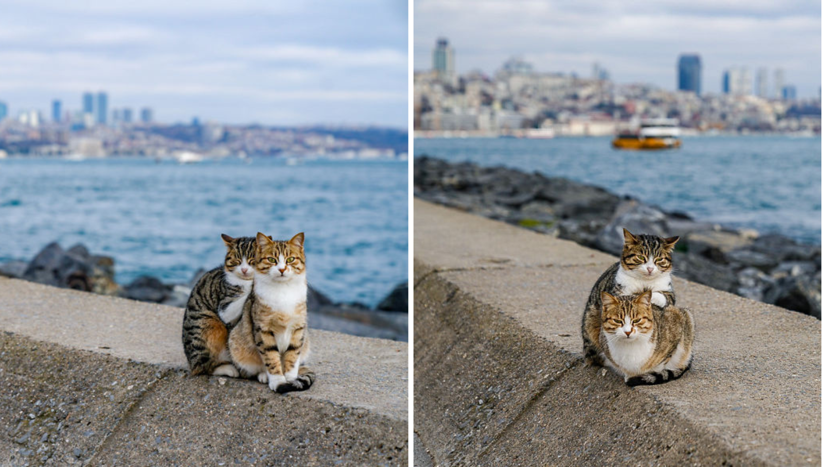 Photographer Spots Two Stray Cats Cuddling And Takes These Adorable Photos