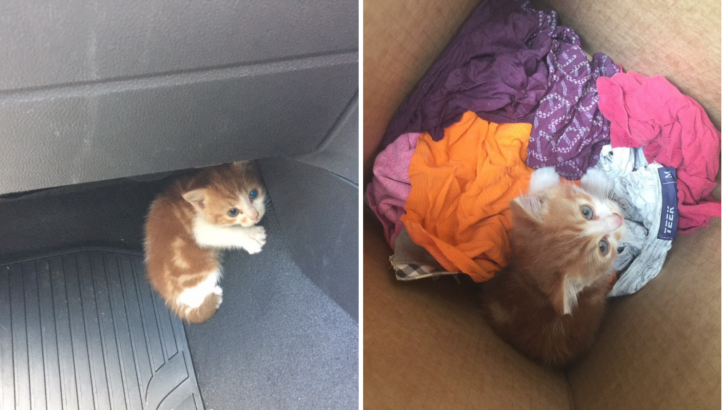 Police Spots The Tiniest Kitten On The Highway And Shuts Down The Road To Save Her