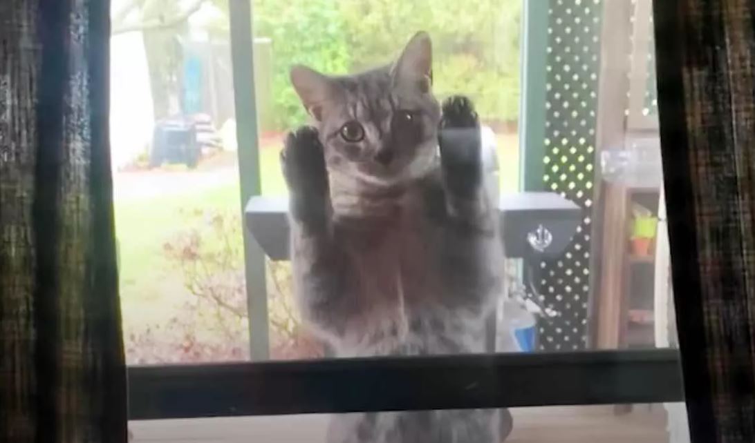 Pregnant Stray Cat Peeks Through The Screen Door Looking For Food