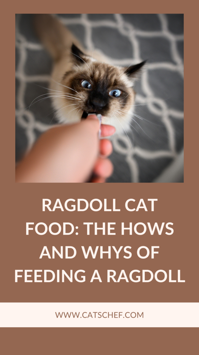 Ragdoll Cat Food The Hows And Whys Of Feeding A Ragdoll