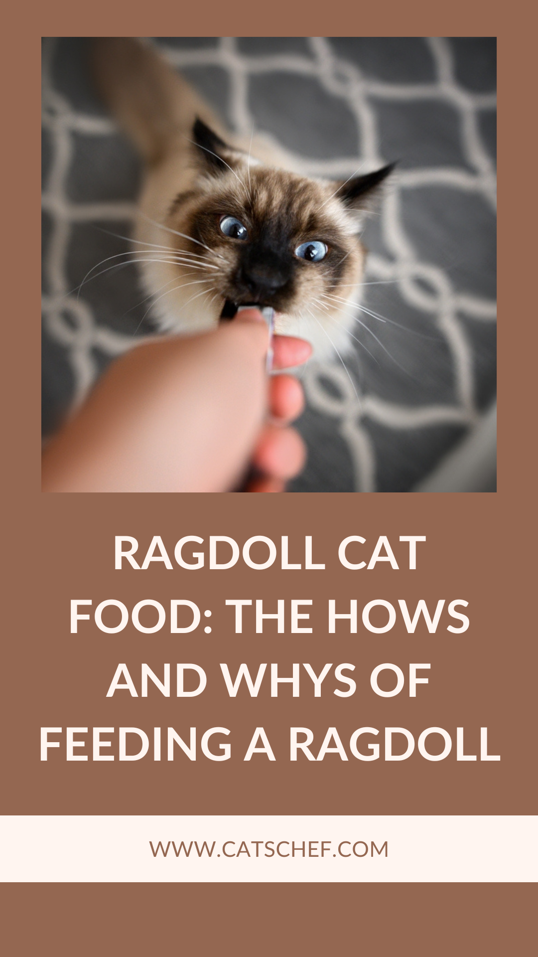 Ragdoll Cat Food: The Hows And Whys Of Feeding A Ragdoll