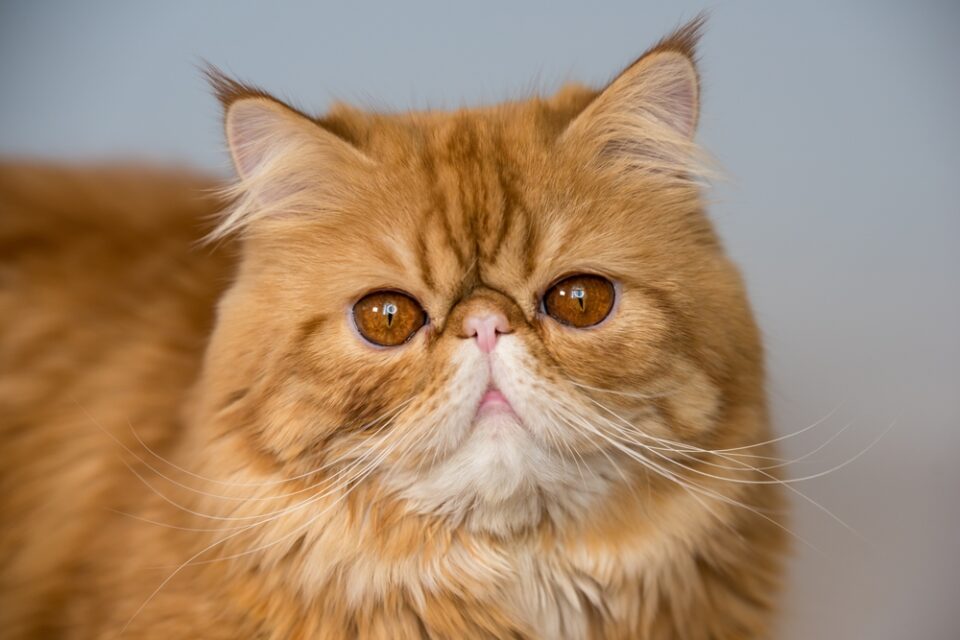 RoundFaced Cat Breeds 4 Fluffs That Will Melt Your Heart