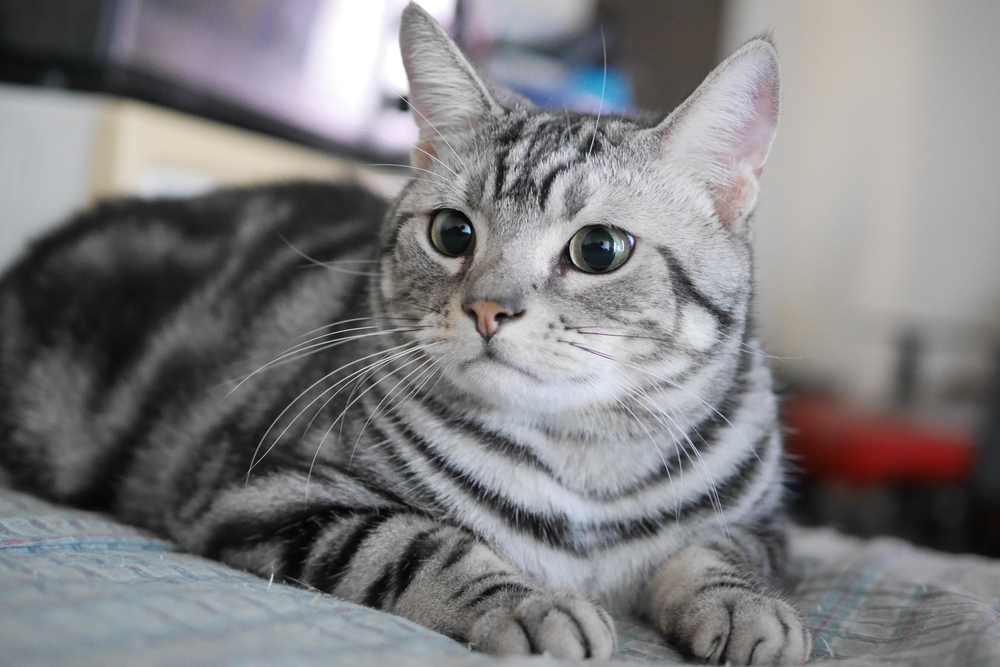 Round-Face Cat Breeds: 4 Fluffs That Will Melt Your Heart