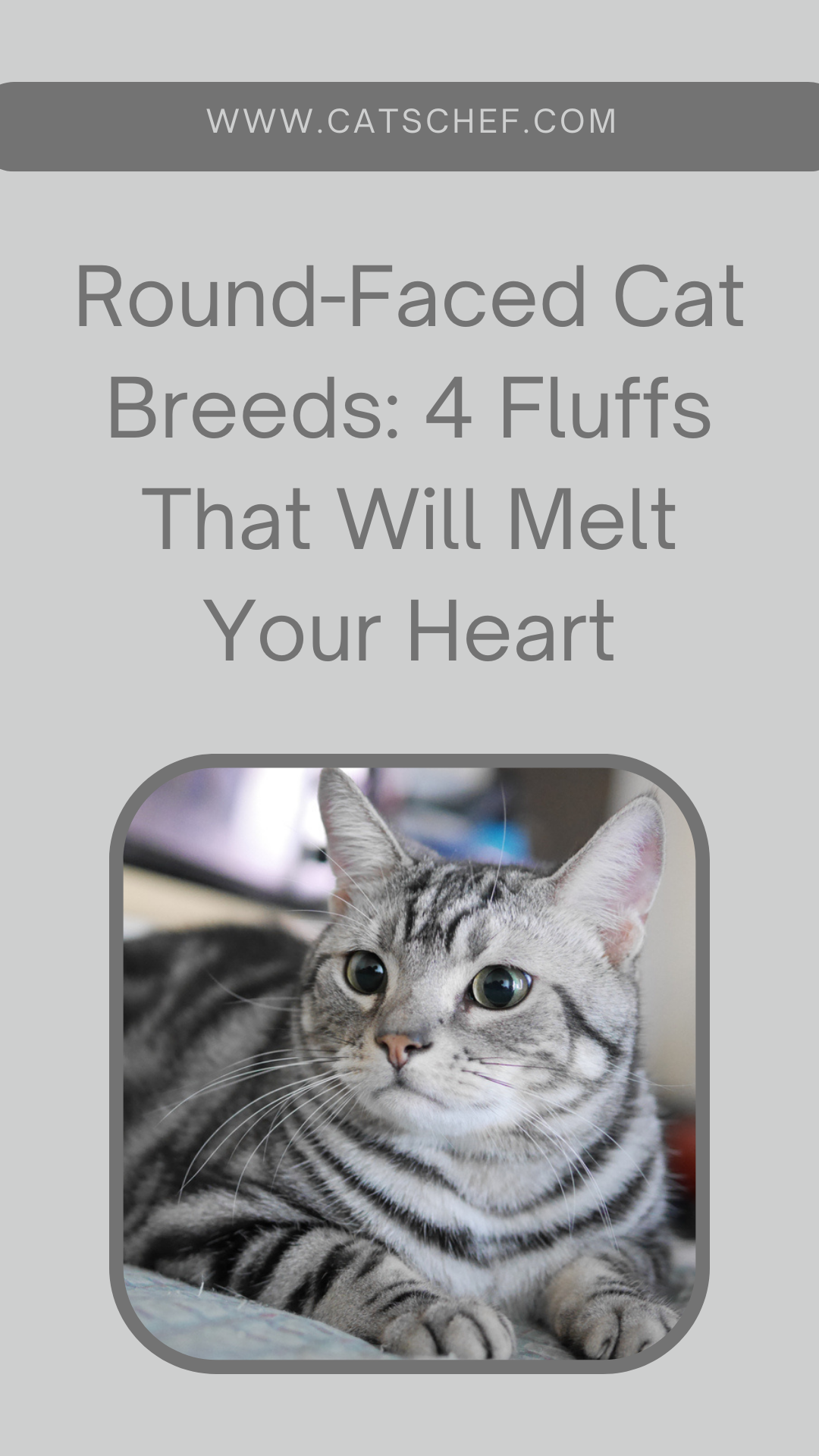 Round-Faced Cat Breeds: 4 Fluffs That Will Melt Your Heart
